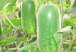 热门大瓜莫里秀 吃瓜网每日大赛,揭秘每日大赛热门大瓜，带你领略娱乐圈风云变幻